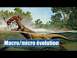 Macro/micro-évolution - IRL