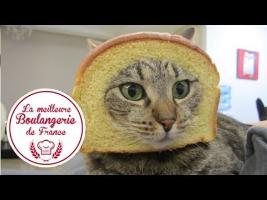Headshot d'un chat dans La meilleure boulangerie de France (M6)