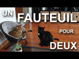 UN FAUTEUIL POUR DEUX (feat. BERNARD WERBER) - PAROLE DE CHAT