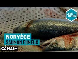 Norvège : Saumon fumeux - L’Effet Papillon – CANAL+ »
