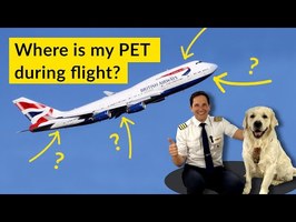 ANIMALS on PLANES? Is your PET SAFE flying in CARGO??? Explained by CAPTAIN JOE