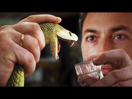 Milking The World's Most Venomous Snake