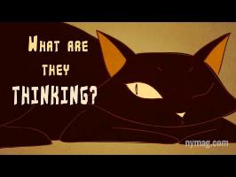 Your Cat Is Talking To You: The Science of Us Episode 4
