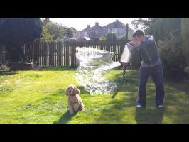 Fudge the Dog - Ice Bucket Challenge