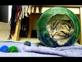 Cutest Cat Moments. Kittens and a Hamster Ball