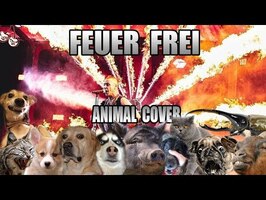 Rammstein - Feuer Frei (Animal Cover)