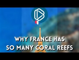 Why France Has So Many Coral Reefs