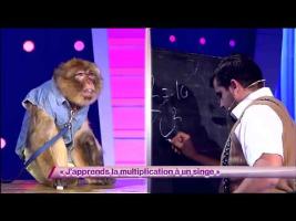Artus - J'apprends la multiplication à un singe