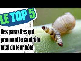 Le top 5 des parasites qui prennent le contrôle de l’esprit de leur hôte