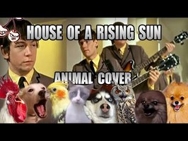 House of a rising sun but it's literally (the) animals