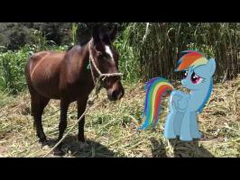 MLP: IRL - Rainbow Dash Meets a Horse! XD