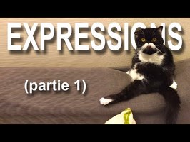 EXPRESSIONS FACIALES (partie 1) - PAROLE DE CHAT