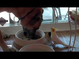 amazing bird talking to dog while he eats!