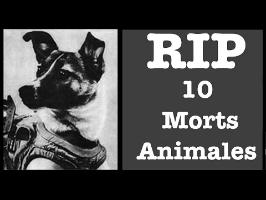 10 Morts animales - RIP#7