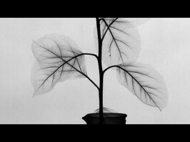 X-ray timelapse of fluid movement in plants, stop-motion animation, sensor teardown/repair