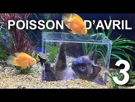 POISSON D'AVRIL 3