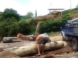 Un homme soulève un arbre