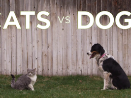 Freshpet : Cats vs Dogs