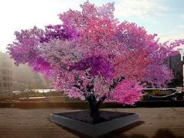 L'arbre qui fait pousser 40 fruits différents